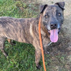 A brindle dog with a pink tongue sticking out, standing on grass with an orange leash.