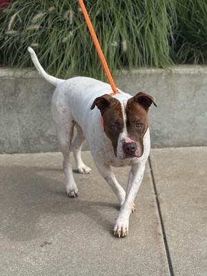 A white and brown dog with a red collar and an orange leash is walking on a sidewalk.