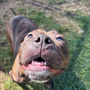 A close-up of a dog looking up at the camera with its mouth open, showing its teeth. The dog has a brindle coat and blue eyes. The background is a grassy area with sunlight and shadows.