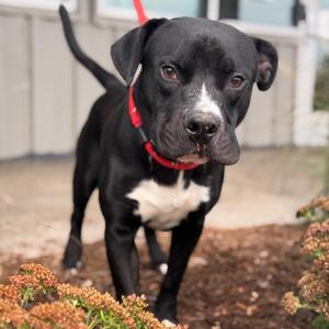 Crow, Pit Bull Terrier / Mixed Breed, young, available for adoption