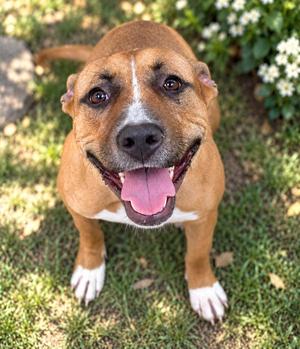 Luna, Pit Bull Terrier, young, available for adoption