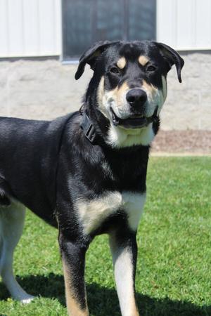Jameson, Shepherd, adult, available for adoption
