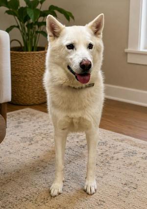Kona, Siberian Husky, adult, available for adoption