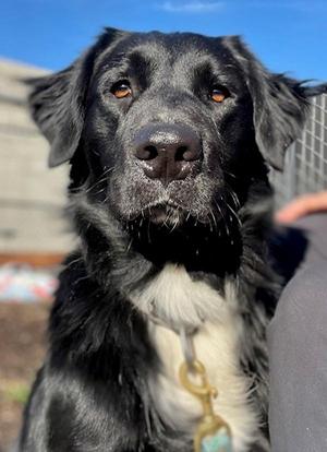 Sox, Flat-Coated Retriever, adult, available for adoption