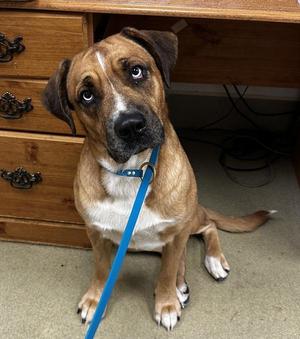 Charlie, Bullmastiff, young, available for adoption