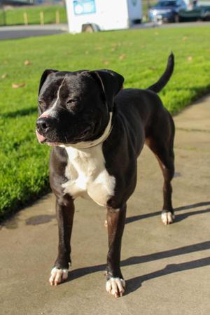 Lenny, Pit Bull Terrier, adult, available for adoption