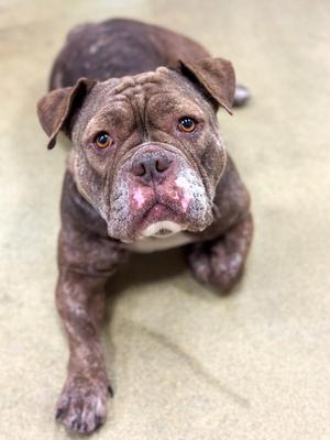 Hennessey, English Bulldog, adult, available for adoption