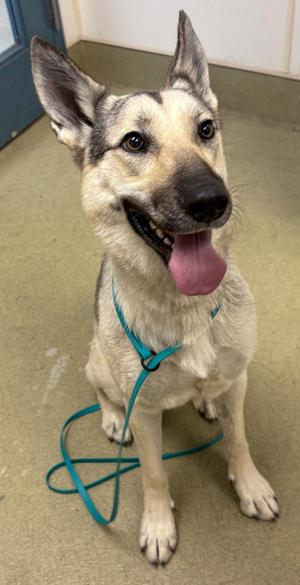 A German Shepherd dog with a light-colored coat and black markings, wearing a teal harness, sitting on a carpeted floor with its tongue out.