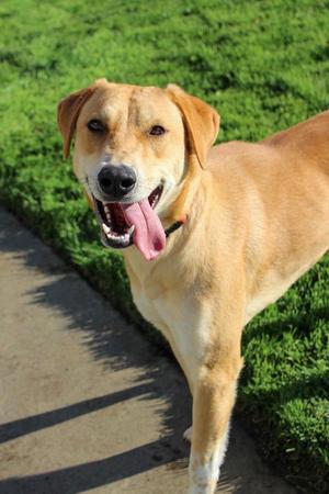 Yaya, Labrador Retriever, adult, available for adoption
