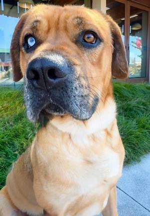 Rugby, Mastiff / Cane Corso, young, available for adoption