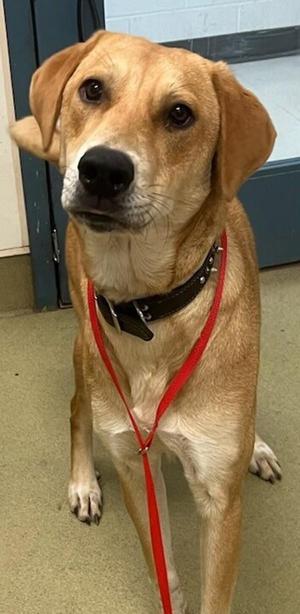 Yaya, Labrador Retriever, adult, available for adoption