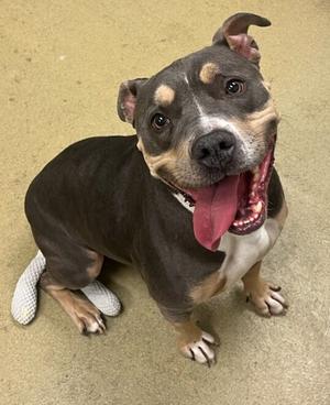 Lulu, Pit Bull Terrier, adult, available for adoption