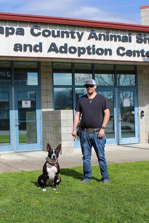 Gracie May, Pit Bull Terrier, adult, available for adoption