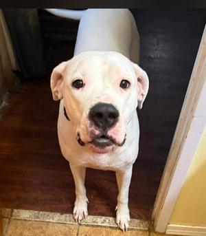 Sadie, Dogo Argentino, adult, available for adoption
