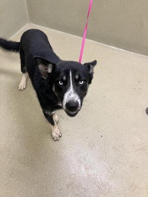 Luca, Siberian Husky, young, available for adoption