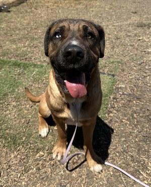 Romeo, Mastiff / Cane Corso, young, available for adoption