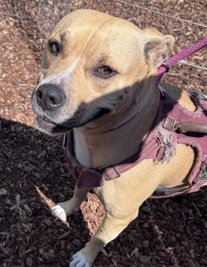 Sofie, Pit Bull Terrier, adult, available for adoption