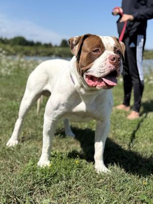 Joesph, Bulldog, young, available for adoption
