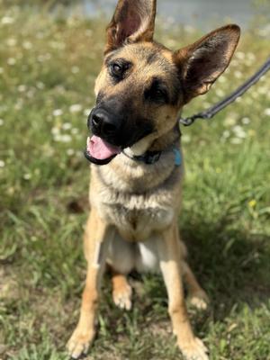 A German Shepherd puppy sitting on grass with its tongue out, wearing a blue collar and leash.