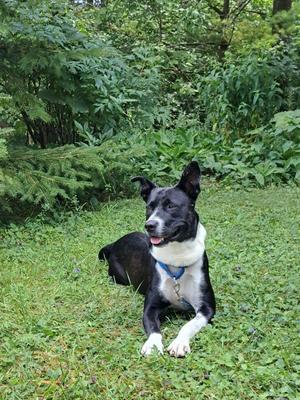 A black and white dog lying on grass with a blue collar