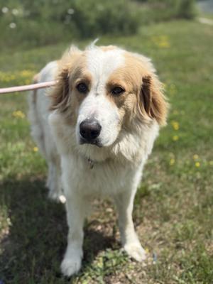 A fluffy white and brown dog standing on a grassy field, looking directly at the camera.