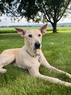 Farrah, Mixed Breed, senior, available for adoption