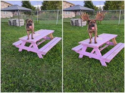 Moose, Mastiff, young, available for adoption