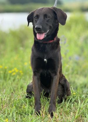 Oscar, Black Labrador Retriever, young, available for adoption
