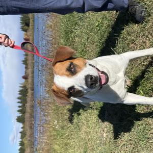 Molly Wolly, Mixed Breed, young, available for adoption