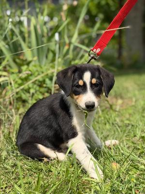 Thanos, Border Collie / Bernese Mountain Dog, puppy, available for adoption