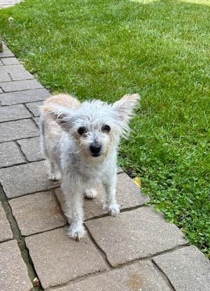 Penny, Silky Terrier / West Highland White Terrier / Westie, adult, available for adoption