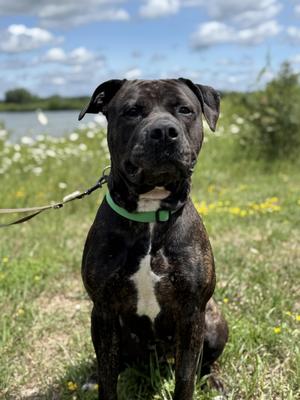 Summer, Mastiff / Bulldog, young, available for adoption