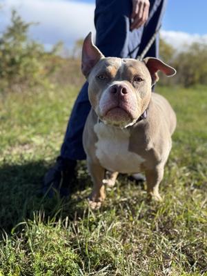 Papi, Bulldog, adult, available for adoption