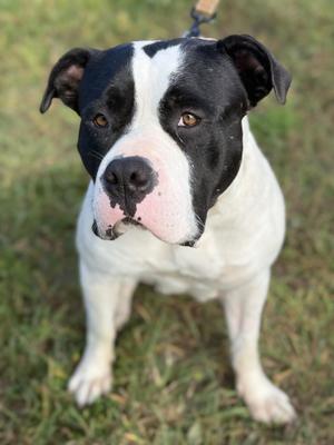 Shakira, Bulldog, young, available for adoption