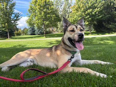 Bailey, Shepherd / Husky, young, available for adoption