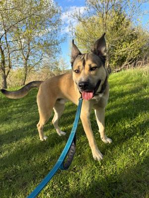 Bailey, Shepherd, young, available for adoption