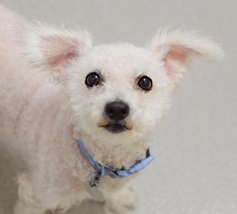 A small white dog with fluffy fur and a blue collar.