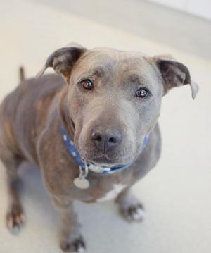 A close-up, slightly angled shot of a brindle pit bull mix wearing a blue collar with white polka dots and a silver tag. The dog has attentive brown eyes and its ears are perked slightly. The background is a plain, light-colored surface.