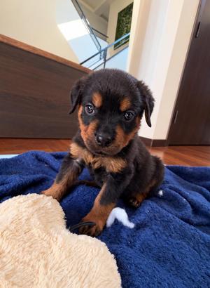 Harvey, Rottweiler, puppy, available for adoption