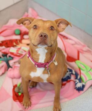 A light brown pit bull mix with white markings on its chest and face sits on a pink blanket with various dog toys.