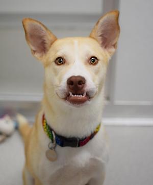 A light-colored dog with perked-up ears and a colorful collar, looking directly at the camera.