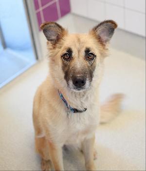 A light brown dog with a blue collar sitting on a tiled floor.
