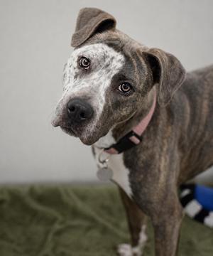 Missy, Pointer / Pit Bull Terrier, adult, available for adoption