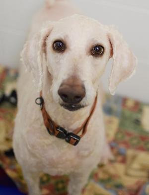 A white dog with floppy ears wearing a brown collar, sitting on a colorful blanket.