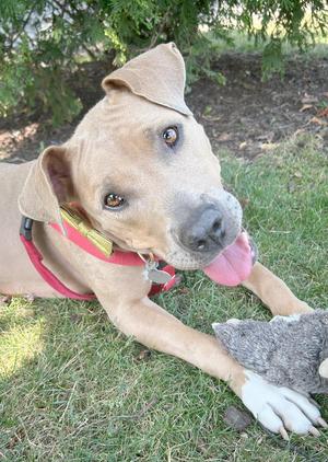 A light brown dog with a red collar lying on grass, holding a gray stuffed toy in its mouth.