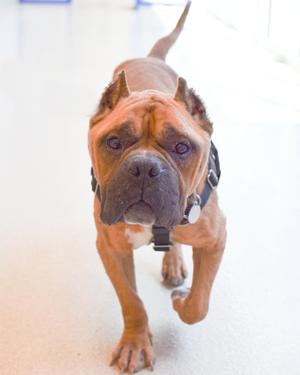 A brown dog with a black muzzle and ears standing on a white floor, wearing a black harness.