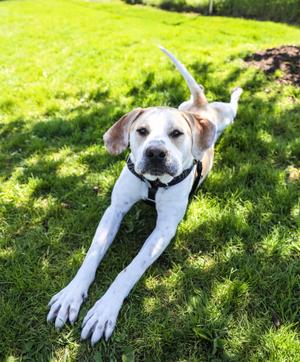 Buck, Coonhound, adult, available for adoption