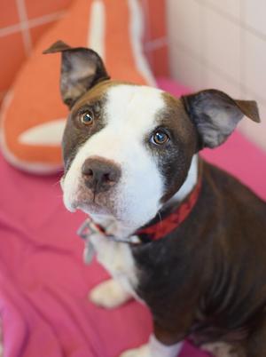 Marcia, Pit Bull Terrier / Chocolate Labrador Retriever, adult, available for adoption