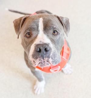A close-up shot of a gray and white pit bull mix dog looking directly at the camera, wearing an orange harness.