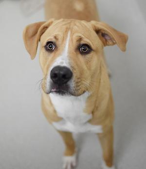 A close-up of a light brown and white dog with floppy ears looking directly at the camera.